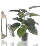 Nettenevime Yapay Çiçek Difenbahya Salon Çiçeği Metal Mat Siyah Saksılı Yapay Bitki Yeşil
