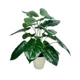 Nettenevime Yapay Çiçek Difenbahya Yeşil Salon Çiçeği 50cm Beyaz Saksılı Yapay Bitki Renksiz