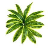 nettenevime Yapay Çiçek Dracaena Massengena Yaprağı Demeti 11 Yapraklı 40*50cm Dik Duvar Çiçeği Yapay Bitki