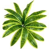 Nettenevime Yapay Çiçek Dracaena Massengena Yaprağı Demeti 18 Yapraklı 40*50CM Dik Duvar Çiçeği Yapay Bitki - Yeşil