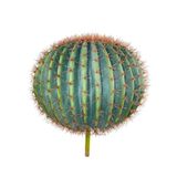 nettenevime Yapay Çiçek Echinocactus Grusonii Altın Fıçı Kaktüs 60*60cm Cactüs sk4012