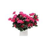 Nettenevime Yapay Çiçek Fuşya Pembe Açelya Demeti 7 Dallı 33*20Cm