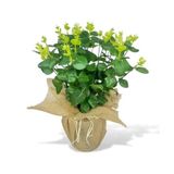 Nettenevime Yapay Çiçek Keten Saksıda Okaliptus Yeşil 12Dal 40Cm Salon Çiçeği Yapay Bitki
