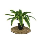 Nettenevime Yapay Çiçek Masengena Sansevieria 12 Dal 40*50cm Salon Çiçeği Plastik Siyah Saksılı Yapay Bitki Renksiz