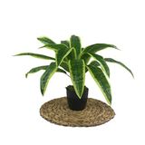 nettenevime Yapay Çiçek Masengena Sansevieria 12 Dal 40*50cm Salon Çiçeği Plastik Siyah Saksılı Yapay Bitki