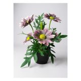 Nettenevime Yapay Çiçek Mürdüm Margarit Papatya Siyah Saksıda Dekoratif Yapay Çiçek 30*25cm