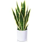 Nettenevime Yapay Çiçek Saksılı Yeşil Kılıç Çiçeği Dal 68cm Salon Çiçeği Beyaz Seramik Saksılı Yapay Bitki Sarı