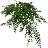 Nettenevime Yapay Çiçek Sarkan Şimşir Okaliptus Jumbo Boy 75*35CM Yapay Sarmaşık - Renkli
