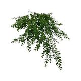 Nettenevime Yapay Çiçek Sarkan Şimşir Okaliptus Jumbo Boy 75*35cm Yapay Sarmaşık Renksiz