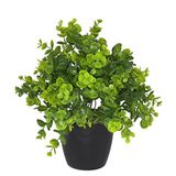 nettenevime Yapay Çiçek Şimşir Eucalyptus Yapay Bitki Siyah Plastik Saksılı Dekoratif Süs Çiçeği