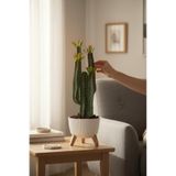 Nettenevime Yapay Kaktüs 4 Kollu Yapraklı Model Zigon Saksıda Yapay Bitki 70cm
