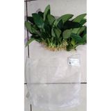 netx Bitki L019E Anubias barteri var Nana (Type E)