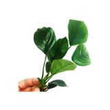 netx Canlı Bitki L013 Anubias barteri broad leaf