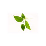 NetX Canlı Bitki L014 Anubias Barteri Striped 5-6yaprak