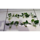 netx Canlı Bitki L019B Anubias barteri var nana (Short )