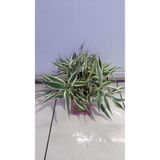 netx Canlı Bitki L063 dracaena sanderiana