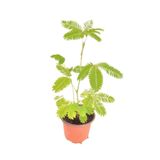 neva grup Küstüm Çiçeği Fidanı Küçük Boy 3-13 Cm Mimosa Pudica