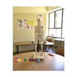 Nil Oyuncak Insan Iskeleti Modeli 46Cm