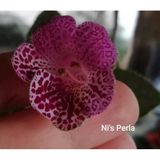 Ni's Perla Kohleria Japon Küpelisi Çiçeği Fidesi (Mini Potta)