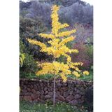 Nisa Fidancılık Mabet Ağacı [ginkgo Biloba] Fidanı 20-30 cm Boy