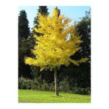 Nisa Fidancılık Mabet Ağacı [ginkgo Biloba] Fidanı 80-100 Cm Boy - 3 Yaş