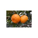 Nisa Fidancılık Satsuma Mandalina Fidanı 130-150 cm