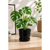 NisaLuce Seramik Tabaklı Saksısı 12 Cm Siyah •• Modern Salon Balkon Salon & Mutfak Düzen Bitki Çiçek Düzen Balkon Dekorasyon Çiçek Saksısı Toprak Salon Saksılık Ayna Önü Dekor Konsol Üzeri Süsleme Çiçeklik