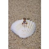 NOBLE GETTO Piercing Cerrahi Çelik Piercing Zirkon Taşlı Kıkırdak Tragus Conch Helix Rose Renk Üç Top