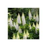 Noble Maiden lupin tohumu acı bakla çiçeği lupinus russel
