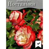 Nocturne Gül Fidanı