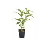Nocturnum Limon Melisa Çiçeği Fidanı 10-20 Cm