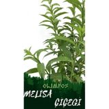 Nocturnum Limon Melisa Çiçeği Fidanı Saksıda 10-20 Cm
