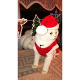 Noel Baba Kedi Kostümü Xs Beden (2-4 Kg)