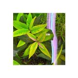 Nomaphila Siamensis Compact Saksı Canlı Bitki