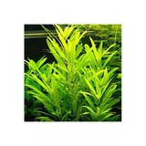 Nomaphila Siamensis Saksı Canlı Bitki TR-B098