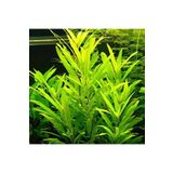Nomaphila Siamensis Saksı Canlı Bitki TR-B098