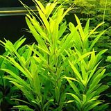 Nomaphila Siamensis Saksı Canlı Bitki