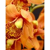 Notebook Flower: Lined notebook