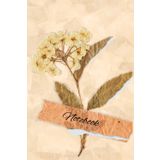 Notebook: Parchment Pressed flower journal, 120 pages 6x8", notepad, lined pages