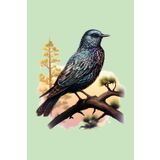 Notizbuch: Stare Notizbuch | 6x9 Zoll DIN A5 | 100 Seiten liniert | Vogel Notizheft | Vogelbeobachtung Tagebuch | Vögel Schreibheft | Vogelbeobachter Geschenk