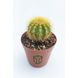 Notocactus Leninghausii - Golden Ball Kaktüs - 5.5 cm Saksıda
