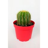 Notocactus Leninghausii Golden Ball Kaktüs 8.5 Cm Kırmızı Saksıda Büyük Boy Kaktüs