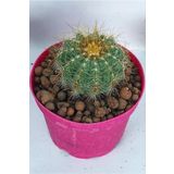 Notocactus Magnificus, Kaktüs, 8.5 Cm Saksı, (7/b-54)