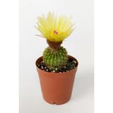 Notocactus (Parodia) Buiningii Sarı Çiçek Açan Kaktüs Nadir Özel Tür Saksıda 5.5 CM