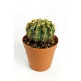 Notocactus Summammulasus Nadide Özel Tür Kaktüs Nadir Kaktüs 5.5 cm Saksıda