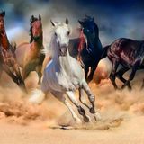 Nova Puzzle 46002 Toz Duman Koşan Atlar 2000 Parça Puzzle
