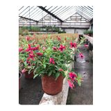 Nüda Collection Küpe Çiçeği Küpeli Fuchsia Hybida 15 20 cm