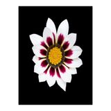 Nura Botanik 10 Adet Beyaz Gazanya Çiçeği Fidanı, 25-45 cm, Saksılı