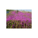 Nura Botanik 10'lu Acem Halısı Çiçeği Fidesi, 5-15 cm, Tüplü, Mesembryanthemum
