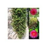 Nura Botanik 2 Adet Buz Çiçeği 5-15 cm Tüplü Çiçekli Bodur Bitkiler Mesembryanthemum